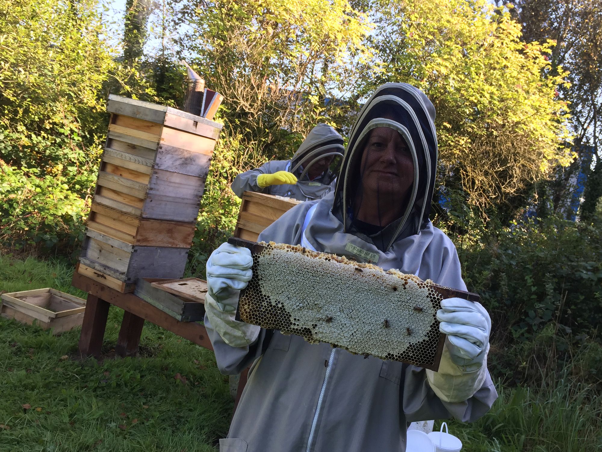 bee-keeping-at-axiom.jpg